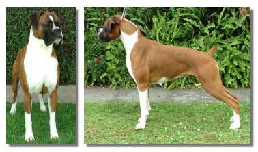 Sire and Dam of litter