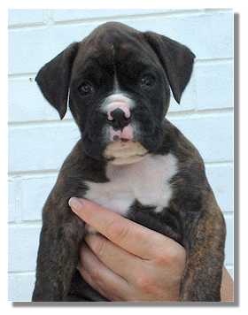Brindle girl