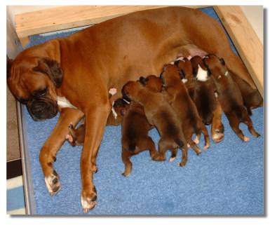 Molly and her puppies.