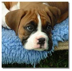 Puppy at 6 weeks
